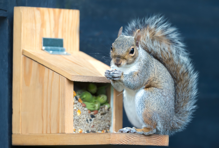 eekhoorn voederhuis snacks welkoop